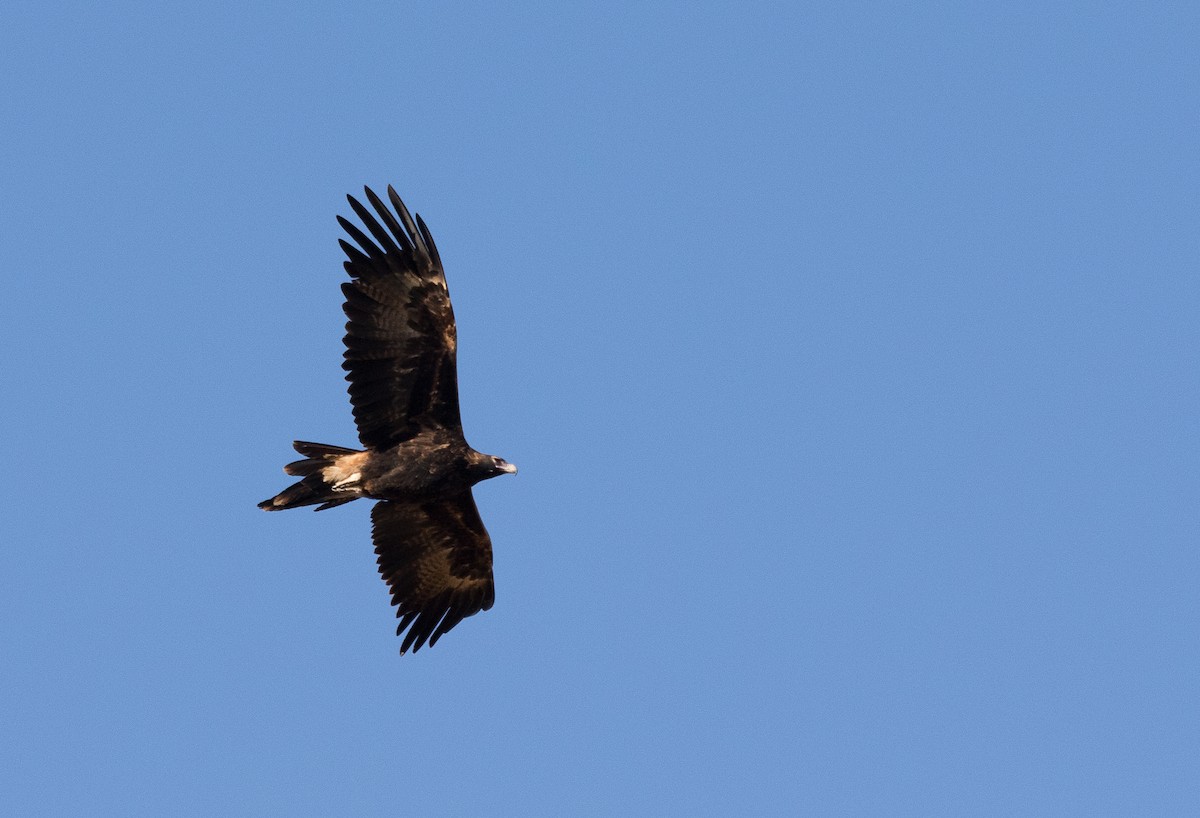 Wedge-tailed Eagle - ML351640831