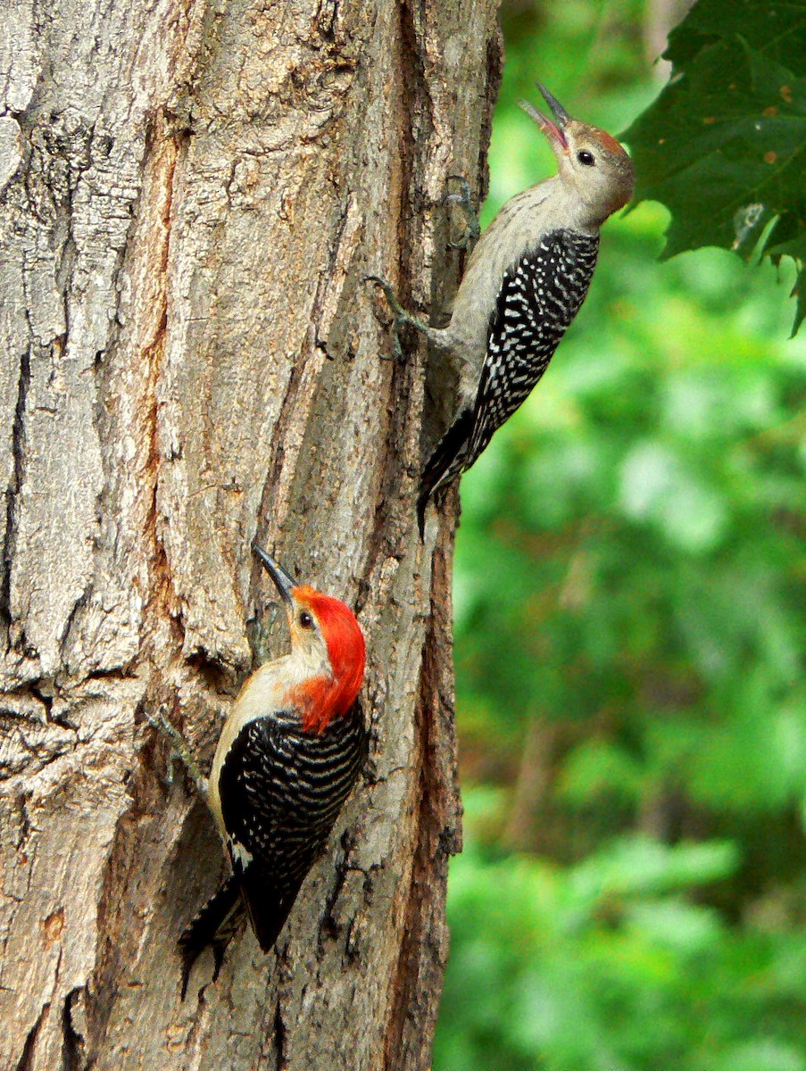 Red-bellied Woodpecker - ML351641011