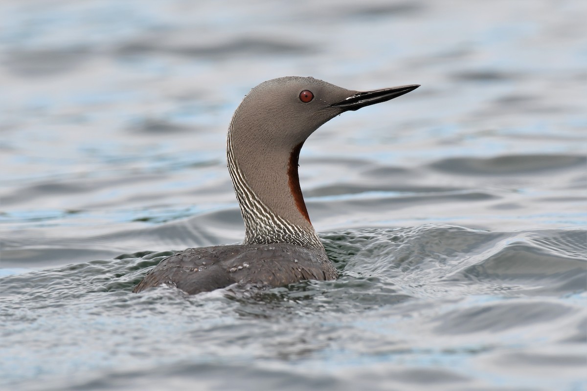 Red-throated Loon - Timothy Piranian
