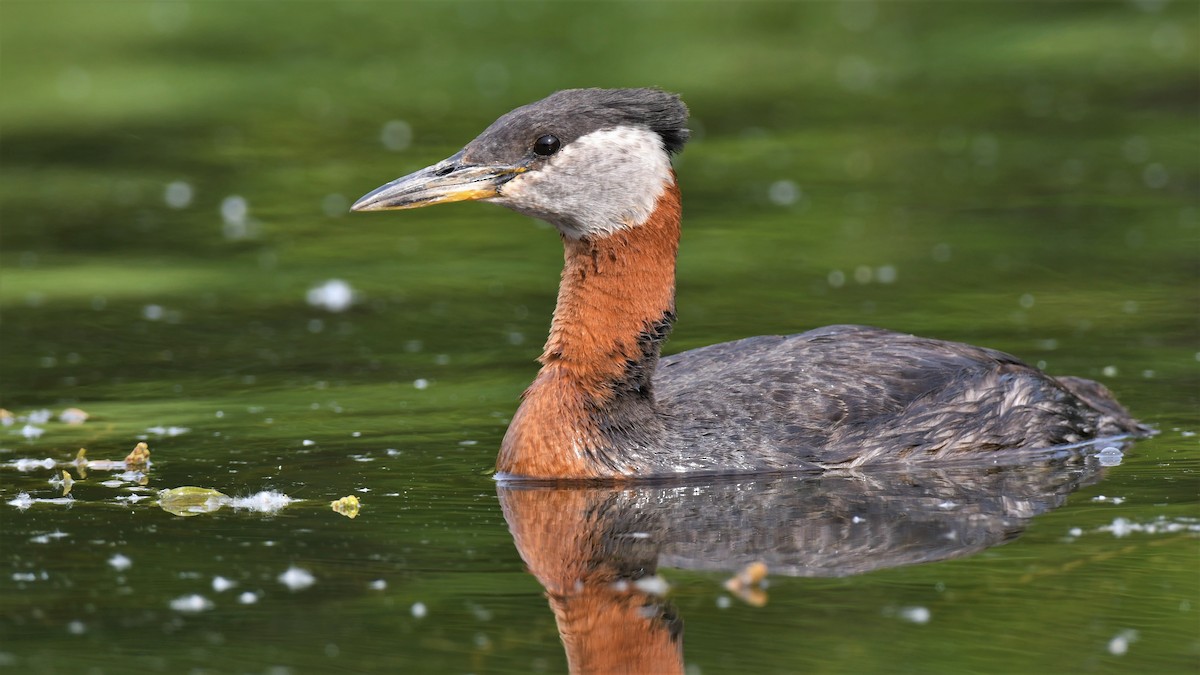 Red-necked Grebe - Timothy Piranian