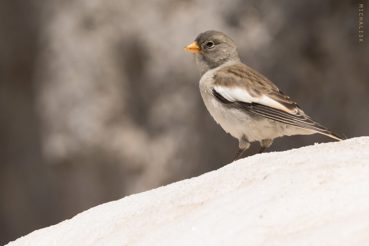 White-winged Snowfinch - Sterna hirundo