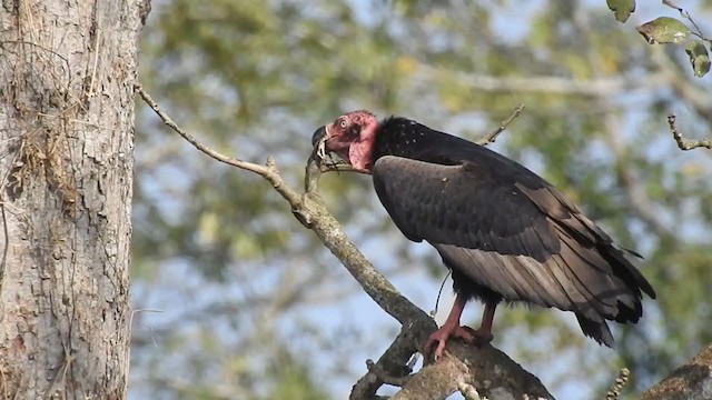 Red-headed Vulture - ML351654501