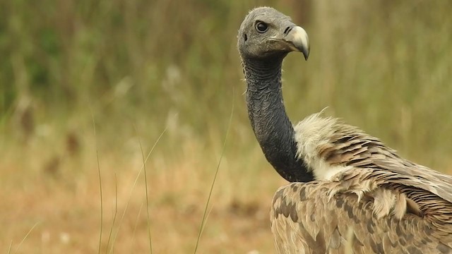 Slender-billed Vulture - ML351654941