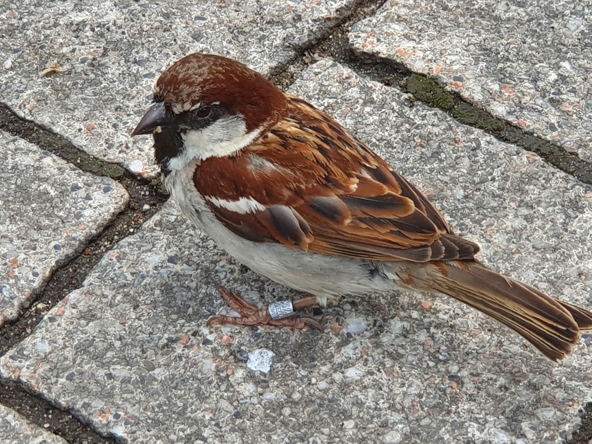 Italian Sparrow - ML351657291