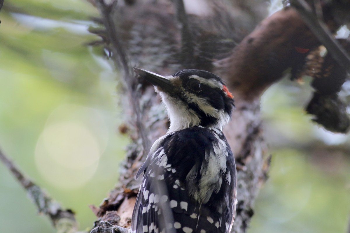 Hairy Woodpecker (Eastern) - Jay McGowan