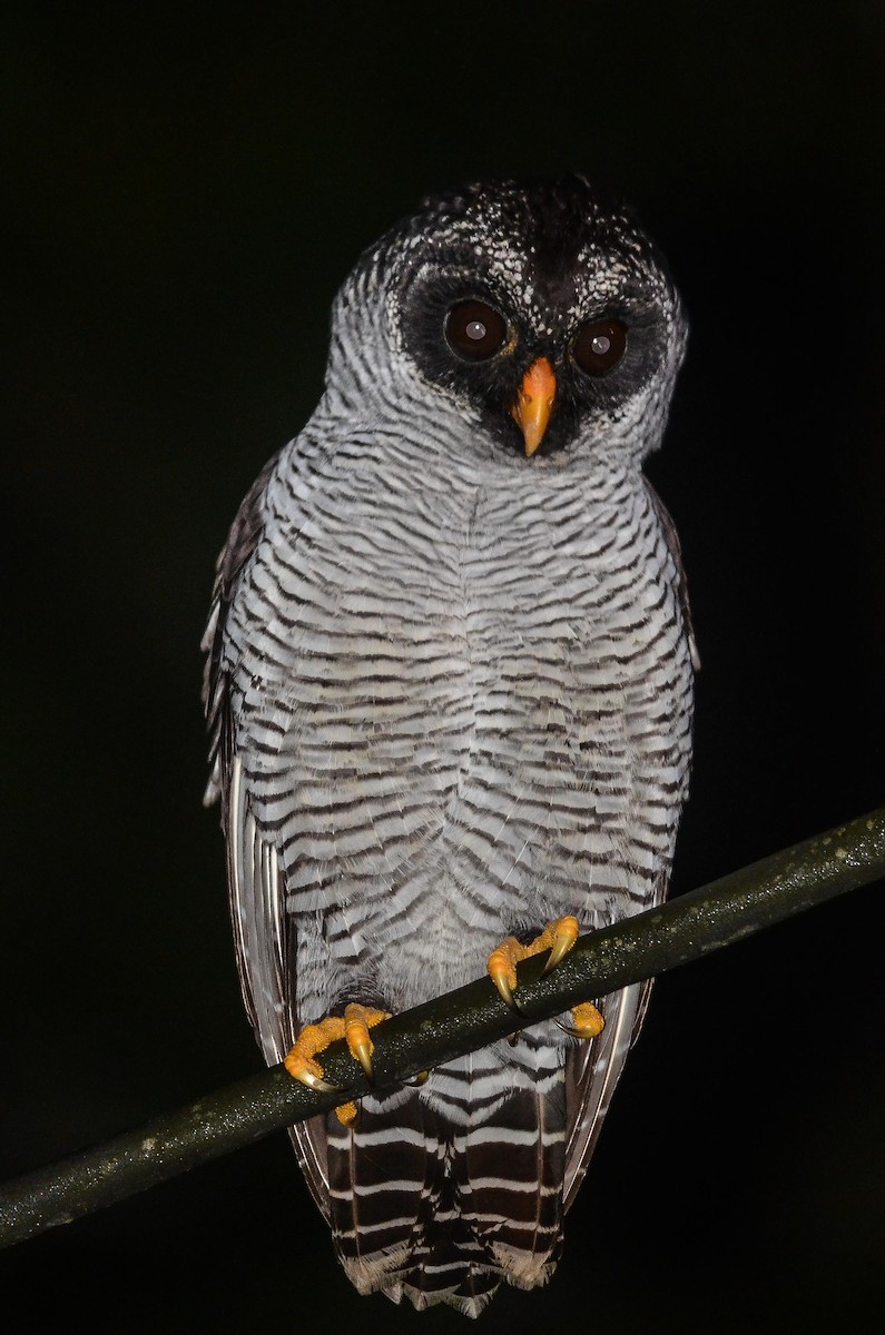 Black-and-white Owl - Nikolaj Mølgaard Thomsen