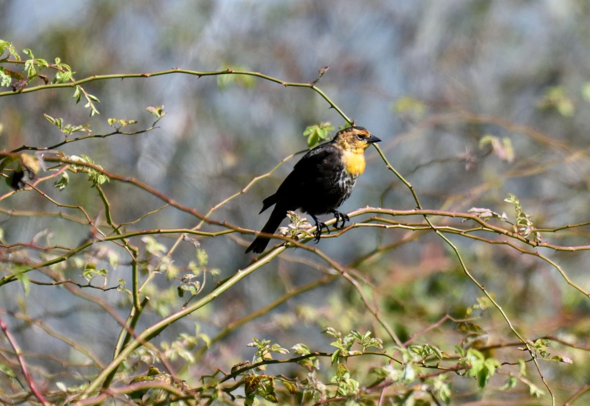 Yellow-headed Blackbird - Bill Thompson