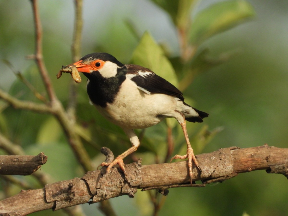 Indian Pied Starling - ML351662491