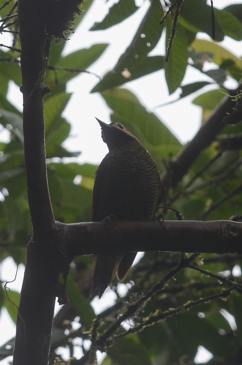 Golden-olive Woodpecker (rubripileus) - ML35166721