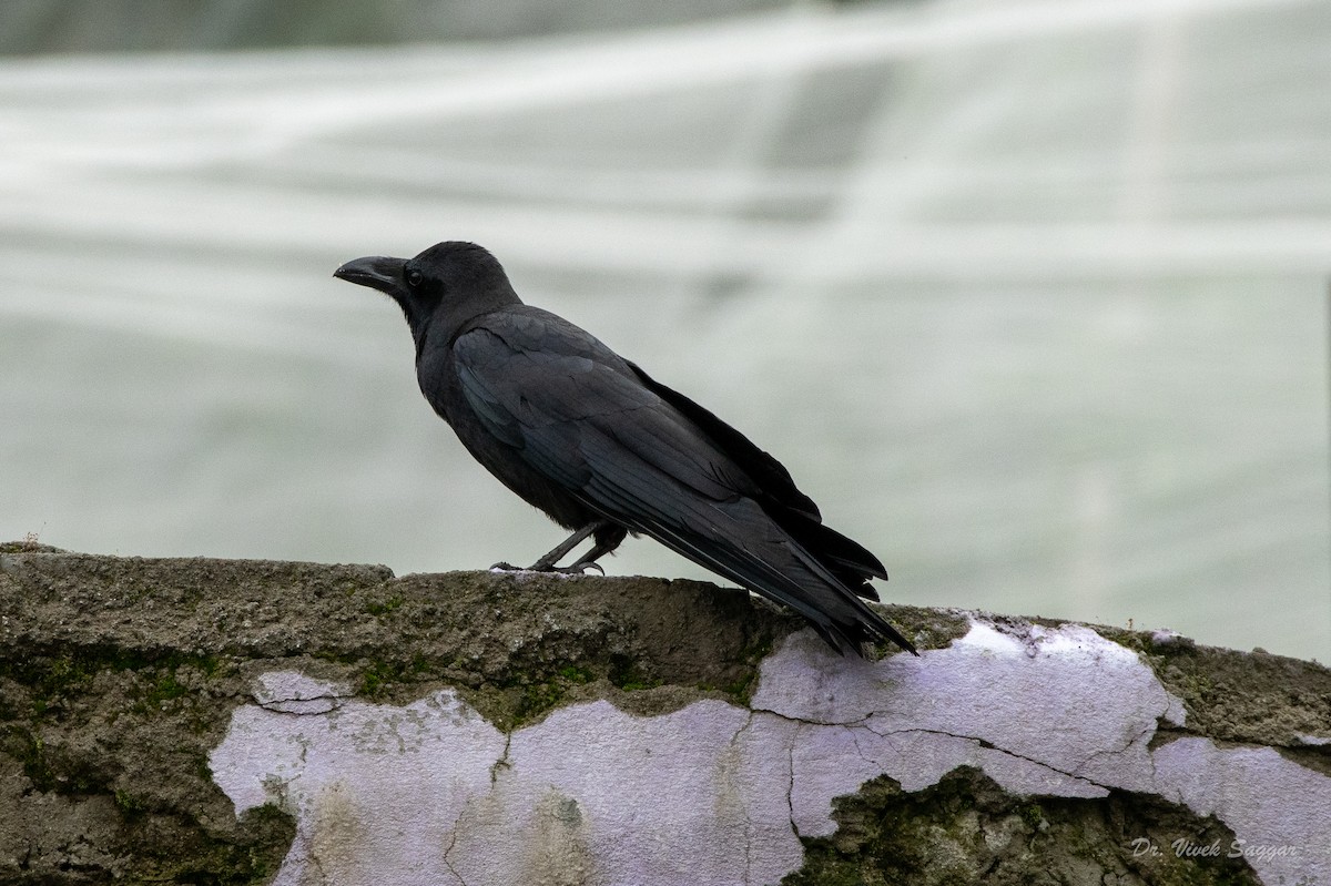 Large-billed Crow - ML351667661