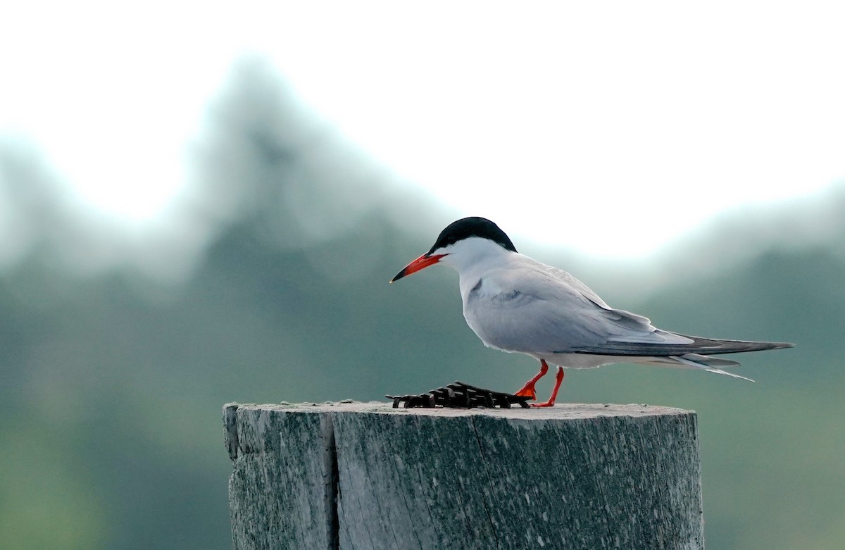 Common Tern - ML351667671