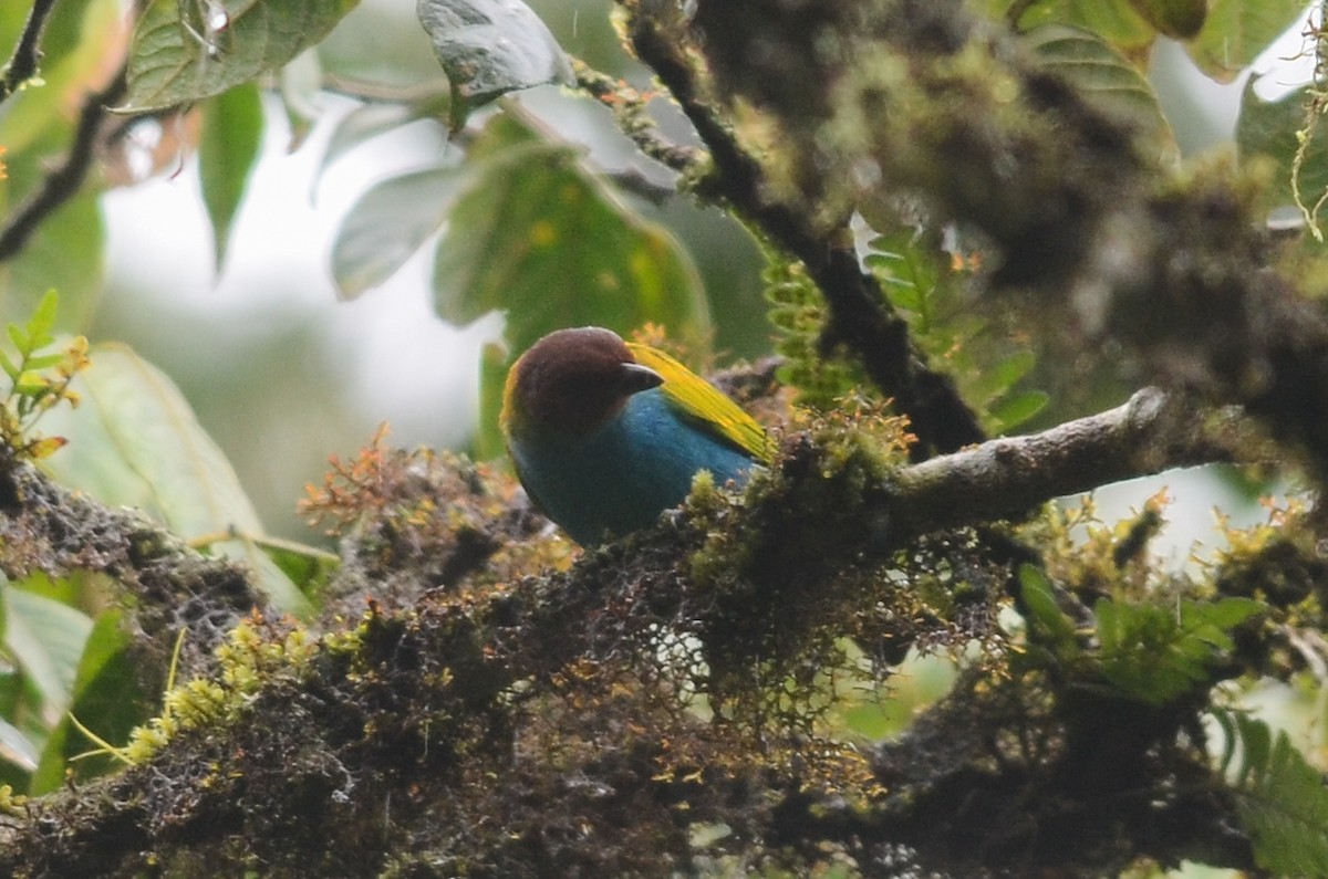 Bay-headed Tanager - ML35166781