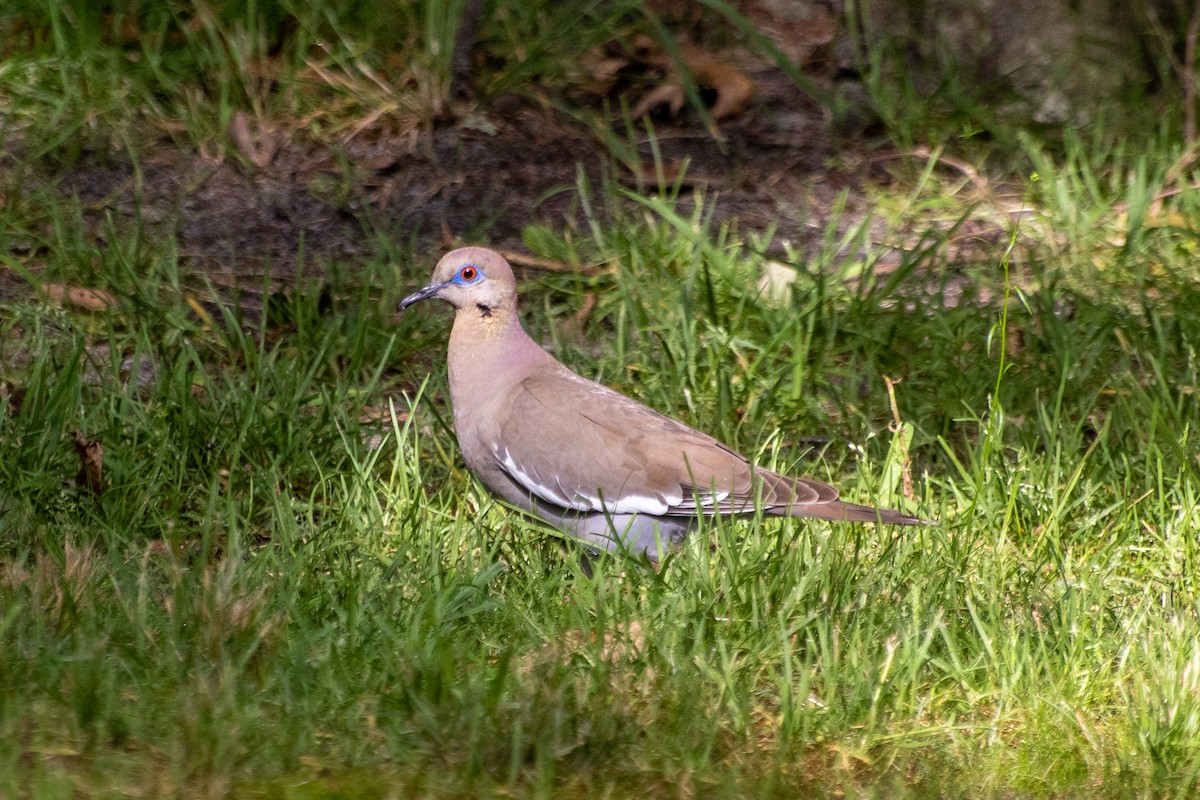 White-winged Dove - ML351668291