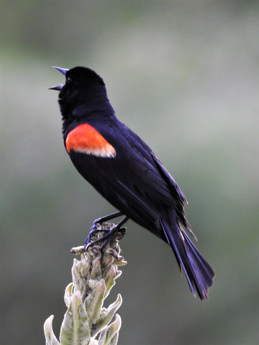 Red-winged Blackbird - ML351669971