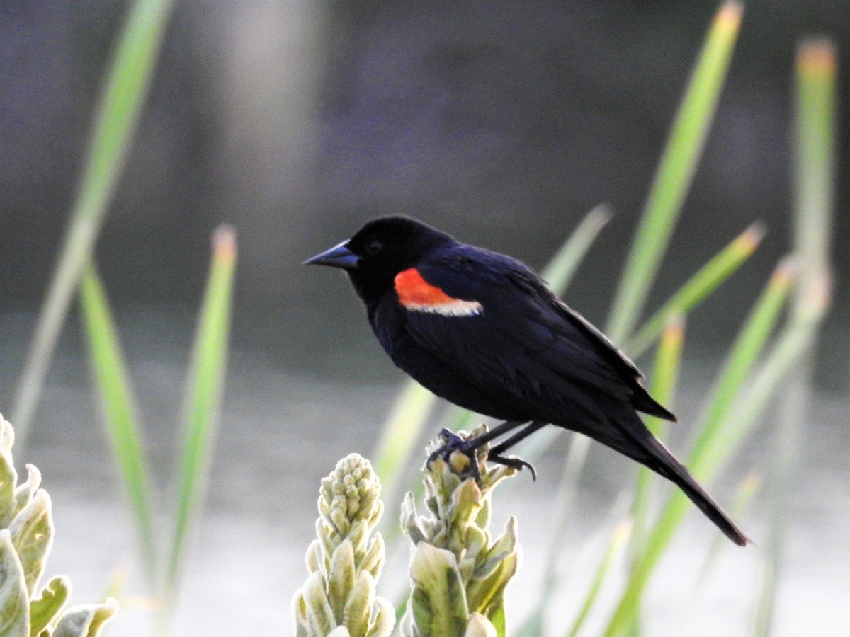 Red-winged Blackbird - ML351669981