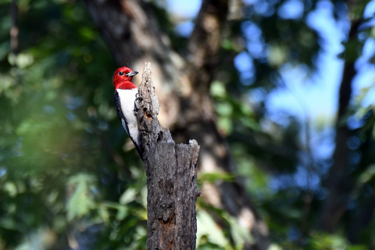 Red-headed Woodpecker - ML351673181