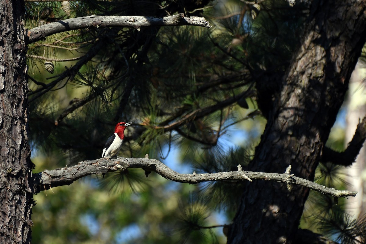 Red-headed Woodpecker - ML351673201