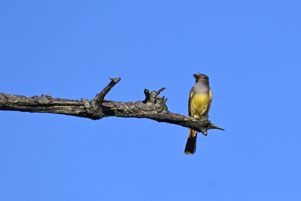 Great Crested Flycatcher - ML351673221