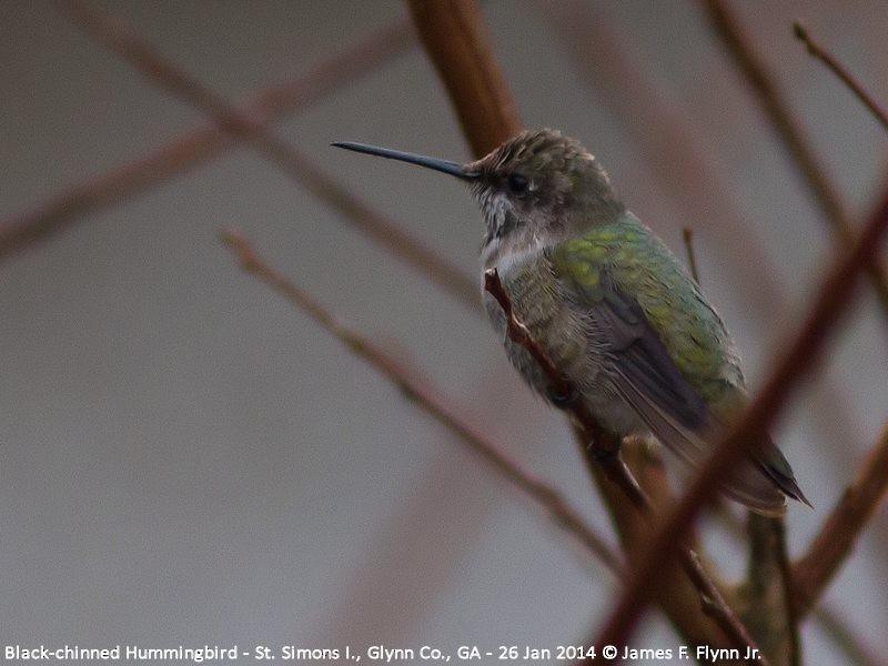 Black-chinned Hummingbird - James Flynn