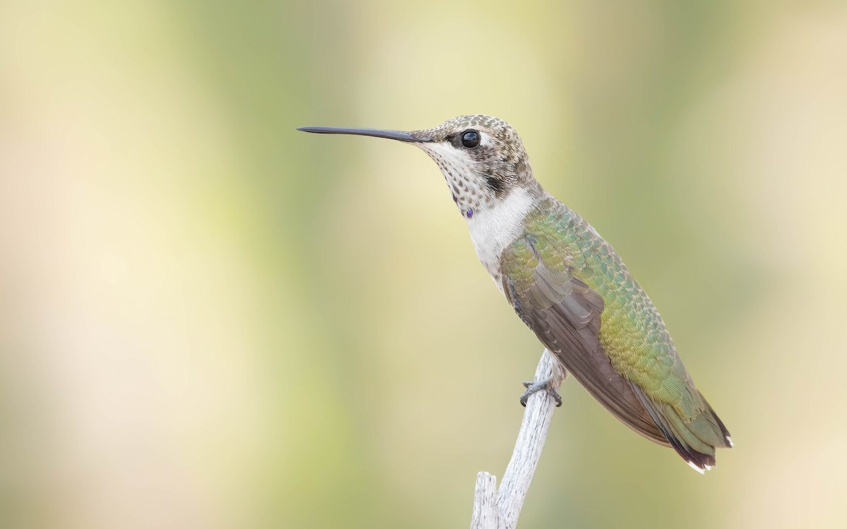 Black-chinned Hummingbird - Zebedee Muller