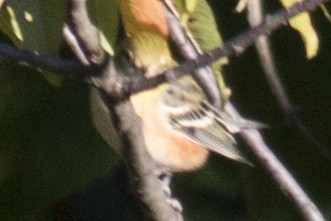 Bay-breasted Warbler - ML35168361