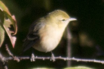 Bay-breasted Warbler - David Brown