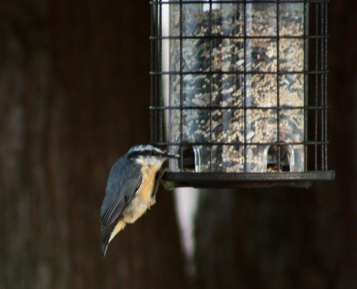 Red-breasted Nuthatch - ML351689971