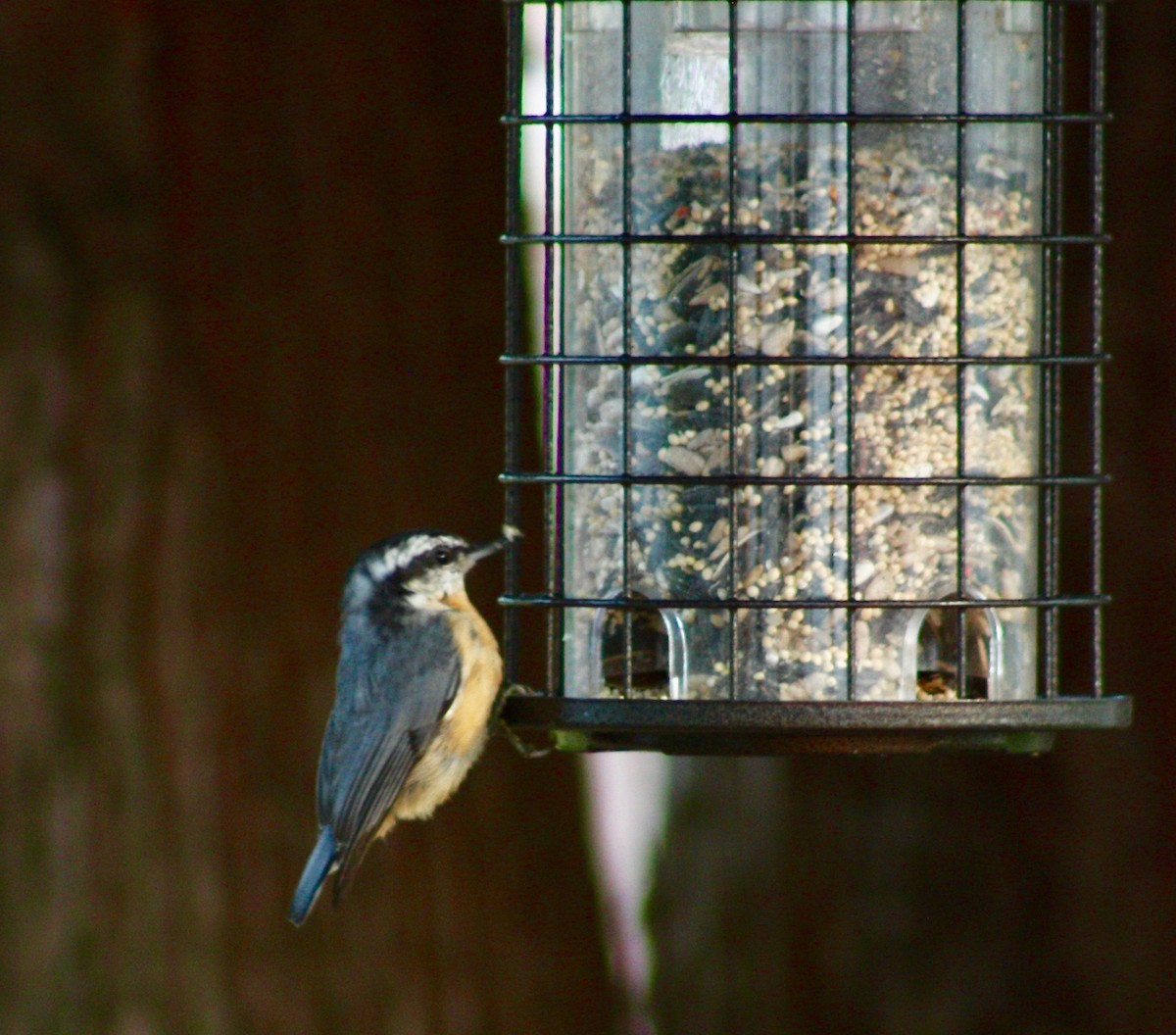 Red-breasted Nuthatch - ML351689981