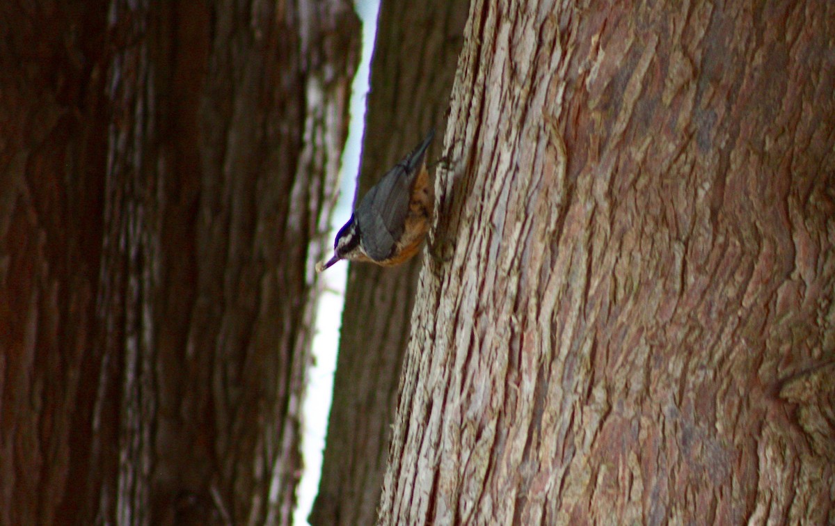 Red-breasted Nuthatch - ML351689991