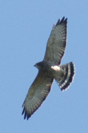 Broad-winged Hawk - ML35169191