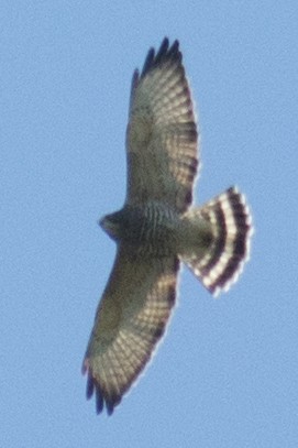Broad-winged Hawk - ML35169211