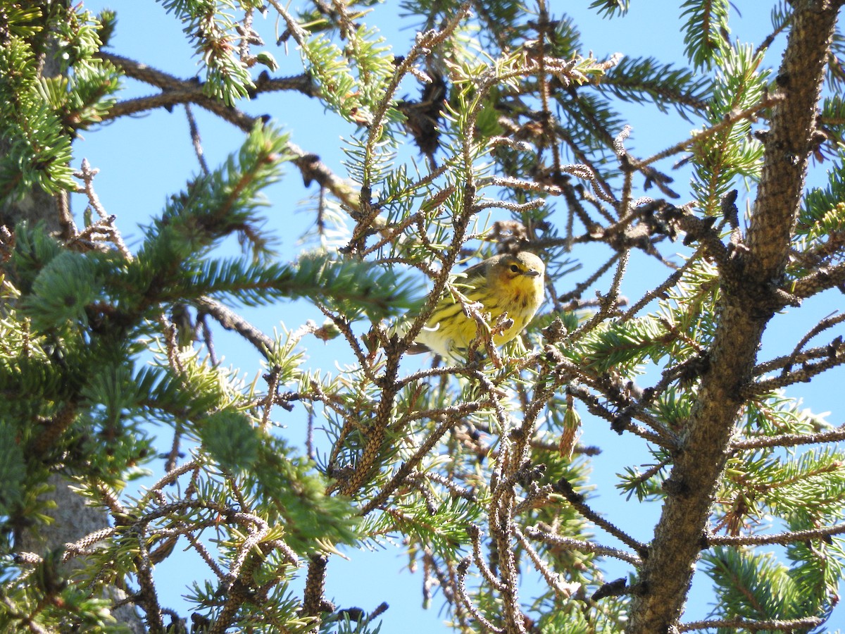 Cape May Warbler - ML35169241