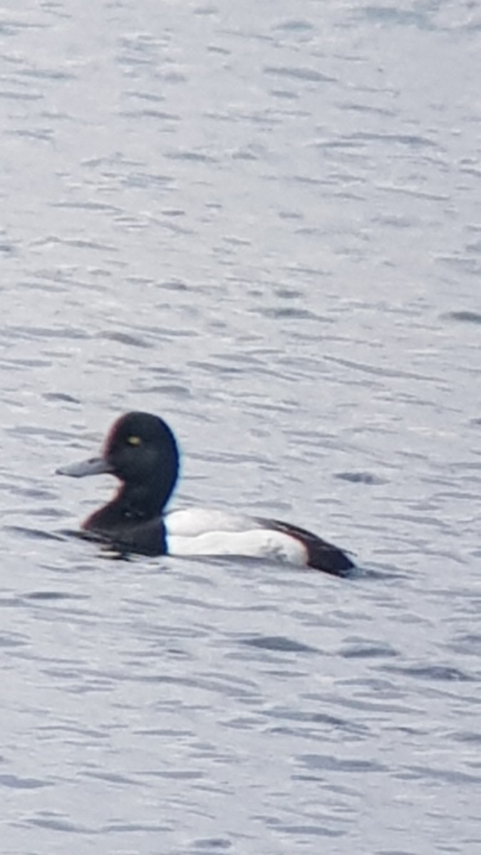 Greater Scaup - ML351694501