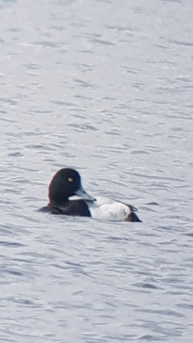 Greater Scaup - ML351694511