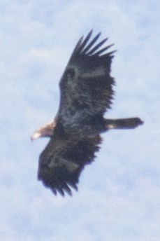 Bald Eagle - ML35169621