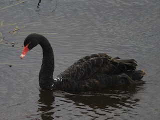 Black Swan, ML351696281