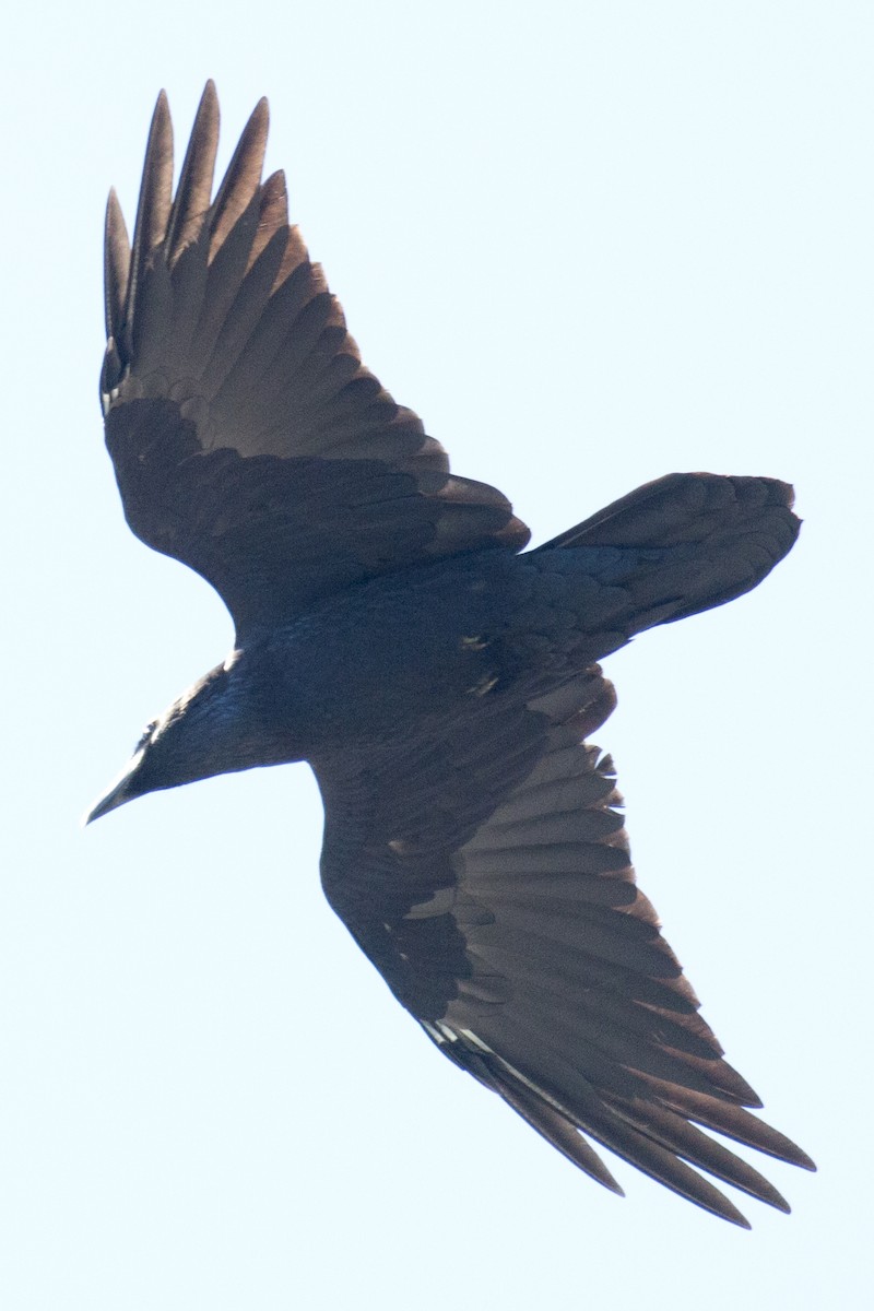 Common Raven - ML35169751