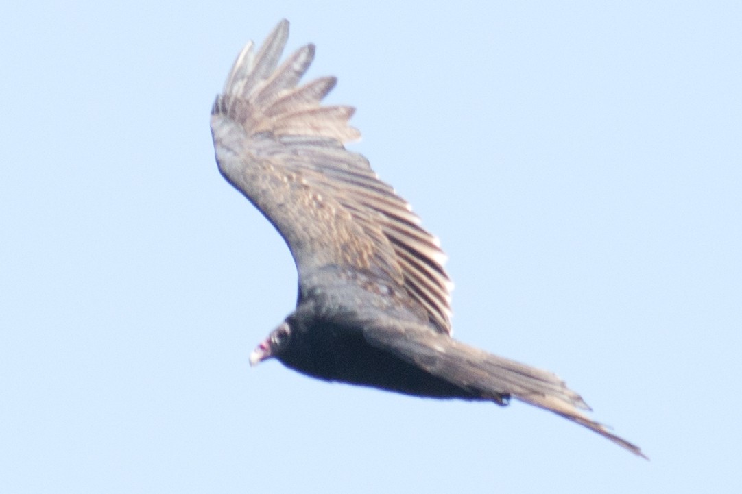 Turkey Vulture - ML35169781