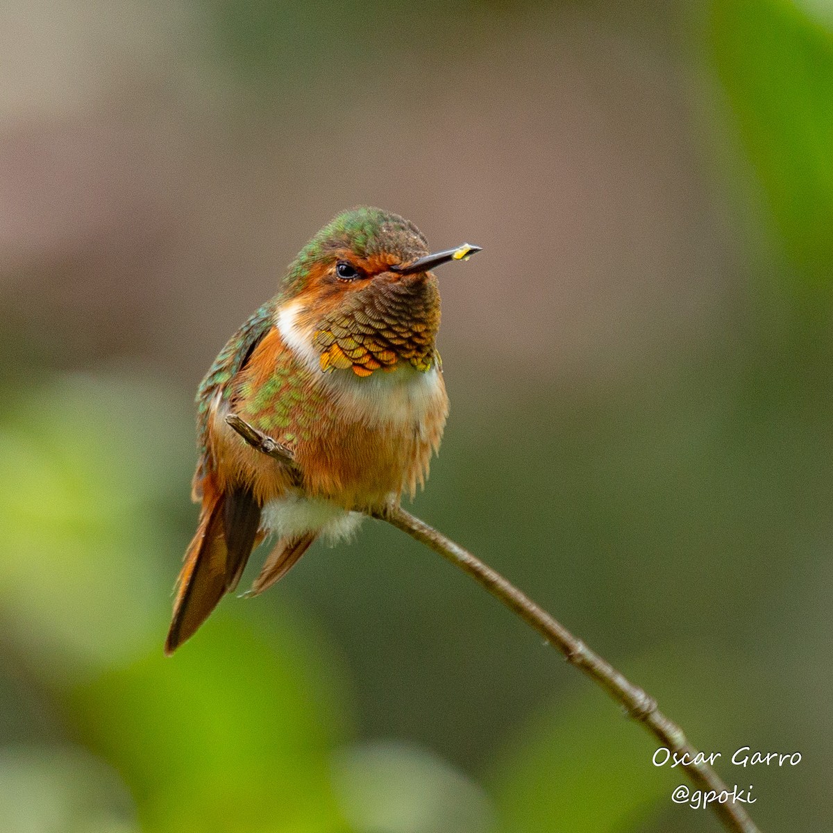 Scintillant Hummingbird - Oscar Garro Piedra