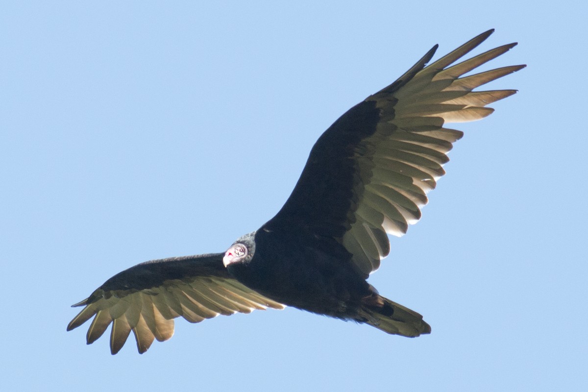 Turkey Vulture - ML35169871