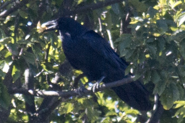 Common Raven - ML35169891