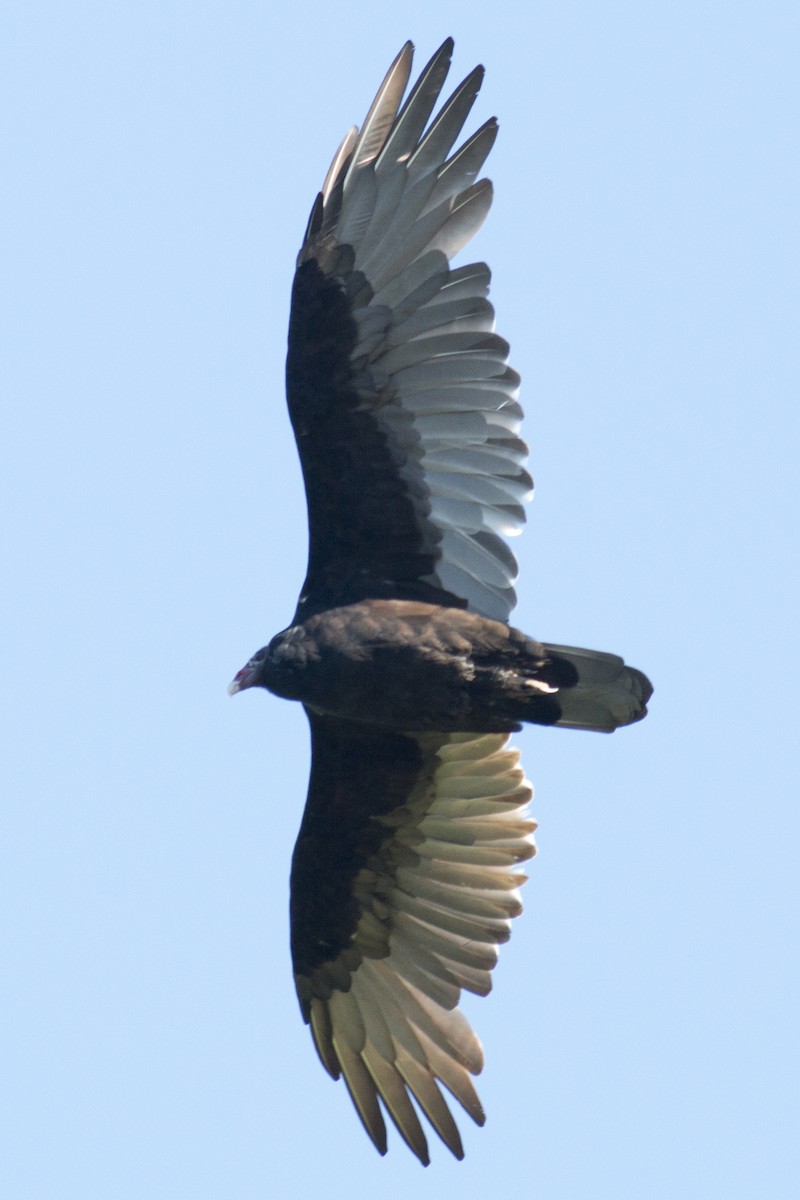 Turkey Vulture - ML35169901