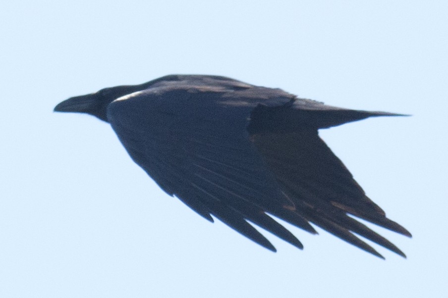 Common Raven - ML35169931