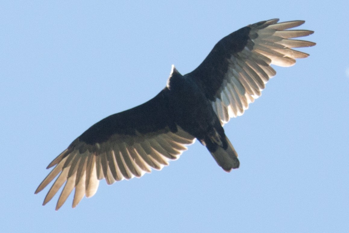 Turkey Vulture - ML35170001