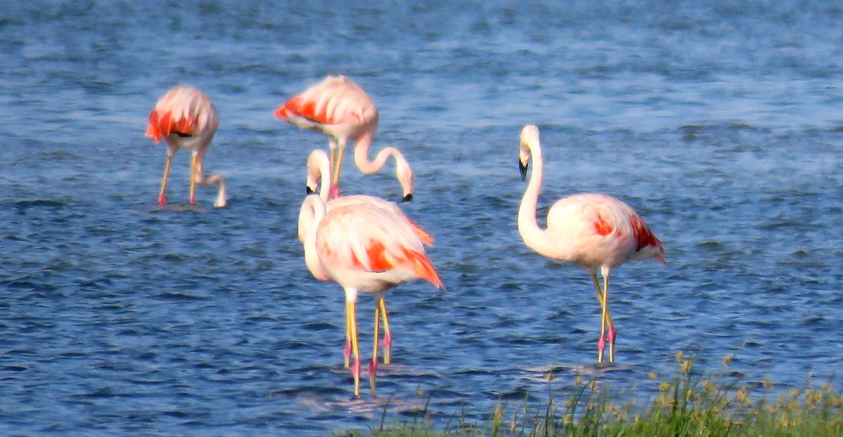 Chilean Flamingo - ML35170101