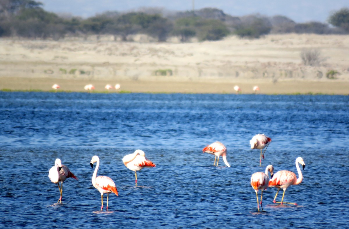Chilean Flamingo - ML35170261