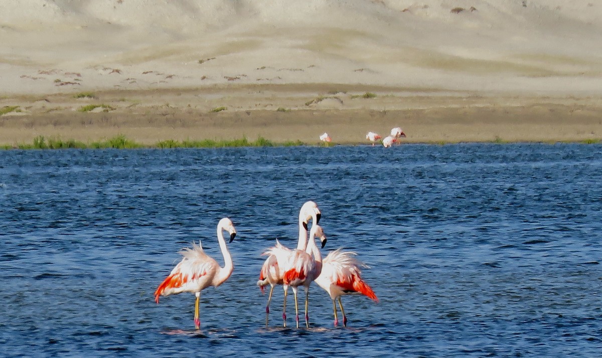 Chilean Flamingo - ML35170411