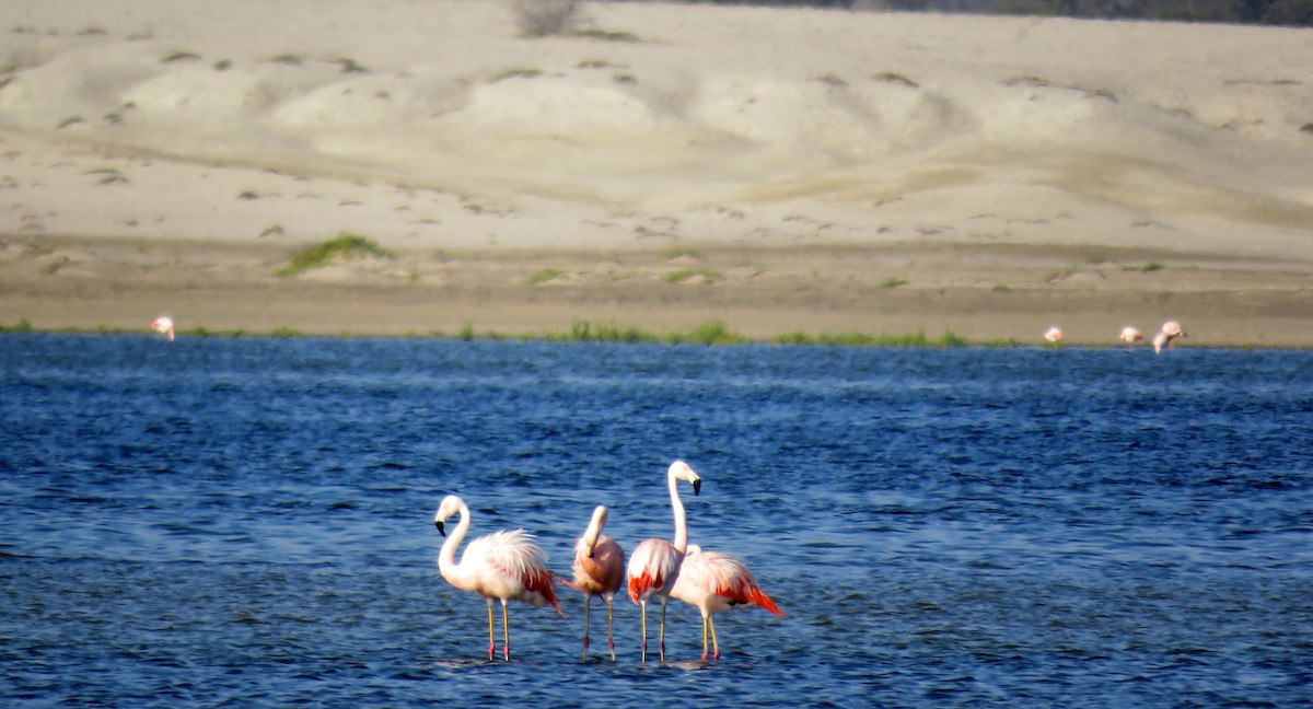 Chilean Flamingo - ML35170681