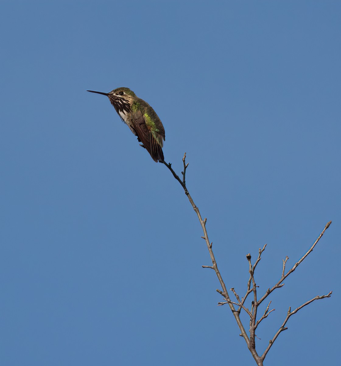 Calliope Hummingbird - ML351712891
