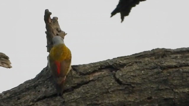 Mountain Gray Woodpecker - ML351718711